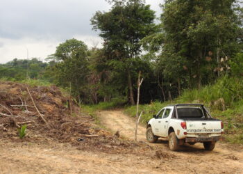 Hutan Orangutan Yayasan Borneo Orangutan Survival (BOS) Dirambah Oknum Petani Sawit