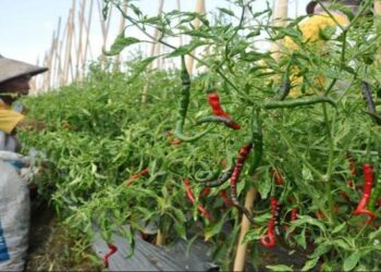 PKK Kanaan : Panen Cabai Sekaligus Peresmian Rumah Jamur Tiram