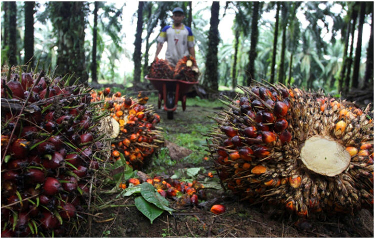 Sektor Agribisnis Potensinya Terus Meningkat