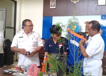 Tanam Ganja di Pekarangan, Dua Warga Kukar Ditangkap
