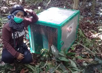 10 Orangutan Tempati Pulau Orangutan Baru di Wahau