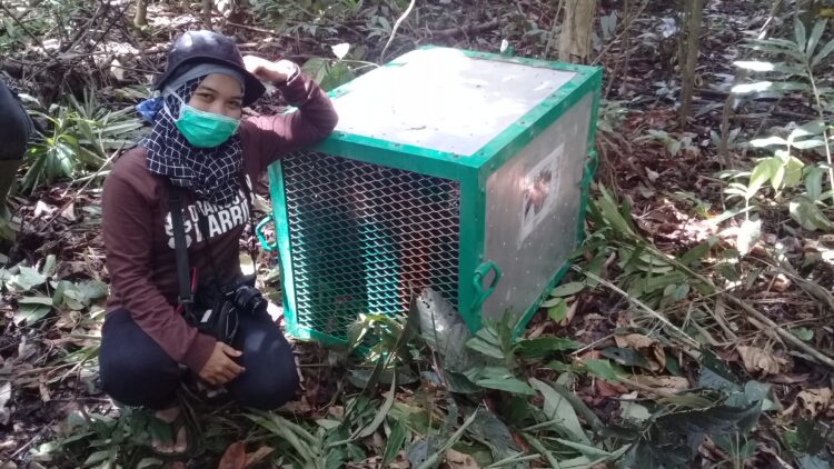10 Orangutan Tempati Pulau Orangutan Baru di Wahau