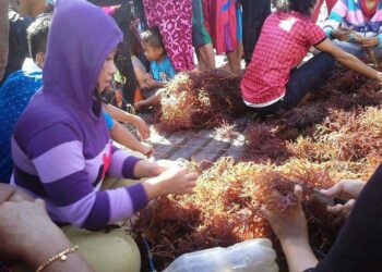 Harga Rumput Laut di Nunukan Meningkat