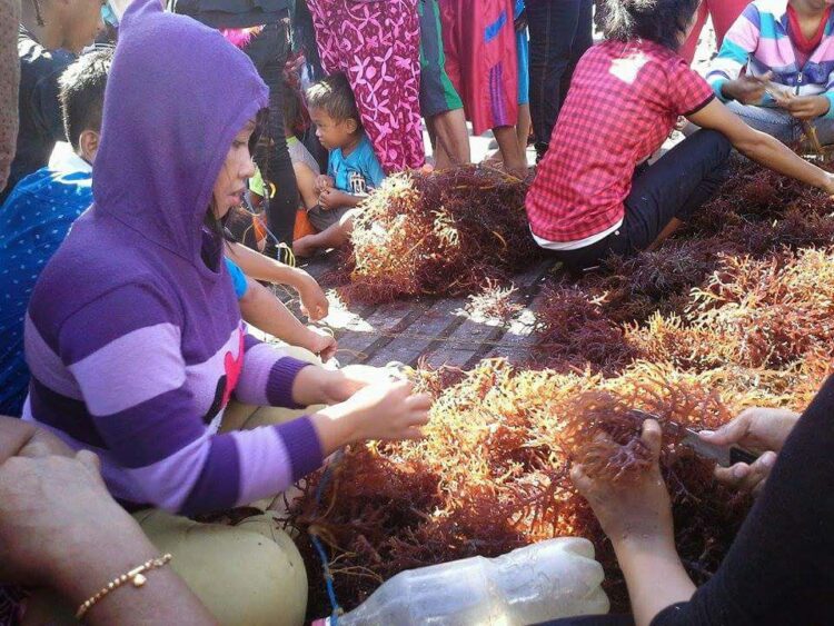 Harga Rumput Laut di Nunukan Meningkat