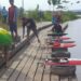 Jelang Porprov, Pemkab Bakal Relokasi Buaya