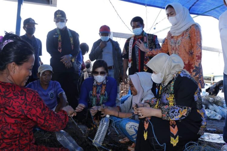 Gubernur Kaltara akan Optimalkan PAD dari Rumput Laut