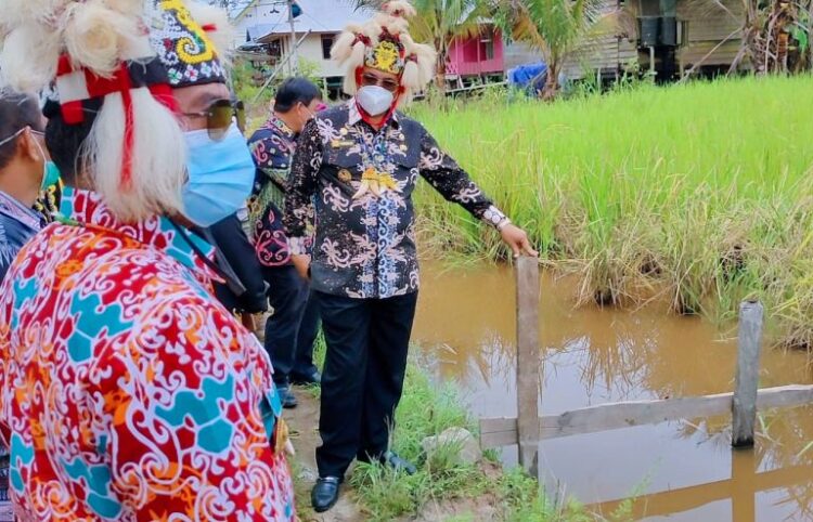 Warga Desa Long Pari Syukuran Panen Berlimpah Bersama Gubernur dan Wakil Gubernur